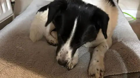 Karen Christian Eddie the dog