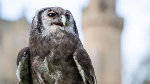 Warwick Castle/PA Wire Ernie the owl