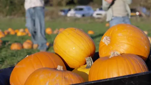 Some pumpkins in a wheelbarrow in the foreground, with some people in a field out of focus in the background.
