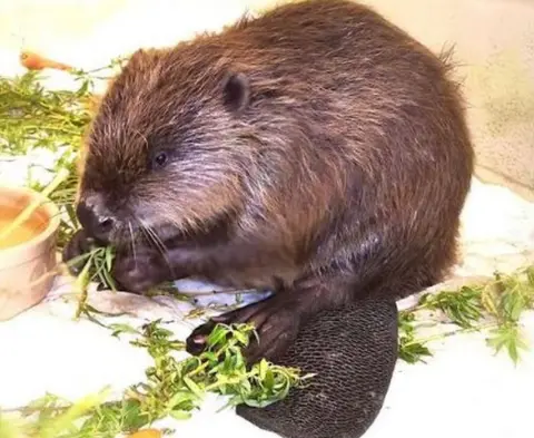 RSPCA Beaver in recovery