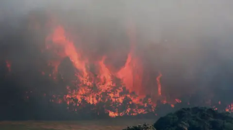 Flames engulf trees and send plumes of smoke into the air.