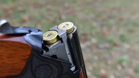 Getty Images Close-up shot of shotgun with the barrel open and two cartridges in view, It is coloured black with a wooden stock.