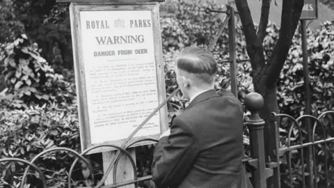 Getty Images A black and white image taken in September 1936 of a visitor to Richmond Park reading a Royal Parks notice warning people about "Danger from Deer".