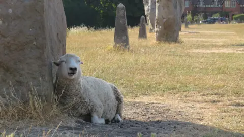 A sheep sits against a stone as sun shines in the background
