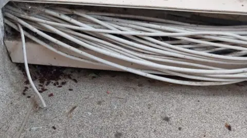 Local Democracy Reporting Service A group of black insects are underneath some wiring on the floor of a block of flats.