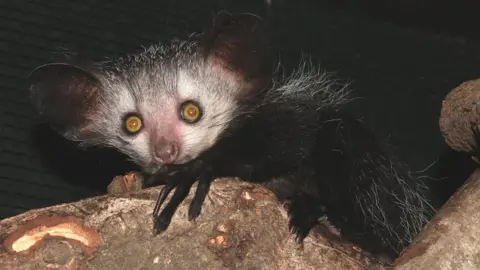 ZSL The Aye-aye, a nocturnal lemur with big eyes and slender fingers.