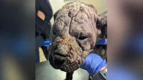 RSPCA handout Close up of a Cane Corso puppy's face being held by a vet wearing a blue rubber glove. Perla is in a vets surgery in "appalling" condition in January with significant hair loss, scabs and scarring. 