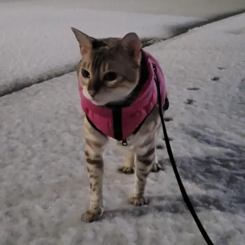 BBC Weather Watchers/Mellymoo A cat wearing a pink gilet walks in the snow in Carnforth, Lancashire