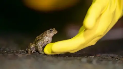 A frog with slimy green skin sits poised on a tarmac road. It is about to leap on to a yellow rubber glove, which is worn by a volunteer. It is a dark night.