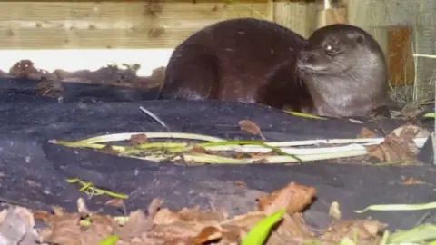 Alicia Barratt Otter under decking in Carlton, Nottingham