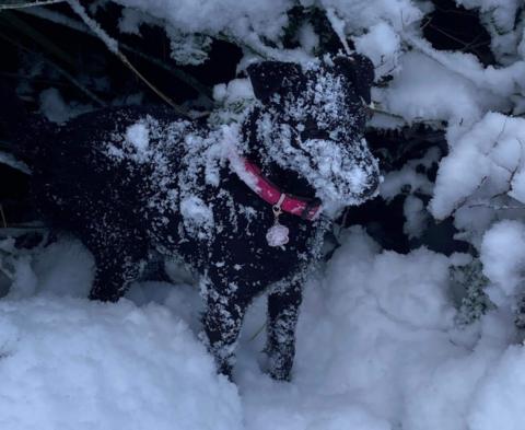 In Pictures: Scotland Snoozes Under Blanket Of Snow - BBC News