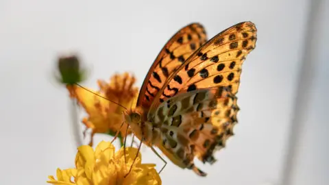 Masaaki Ohashi/Getty Images High brown fritillary butterfly