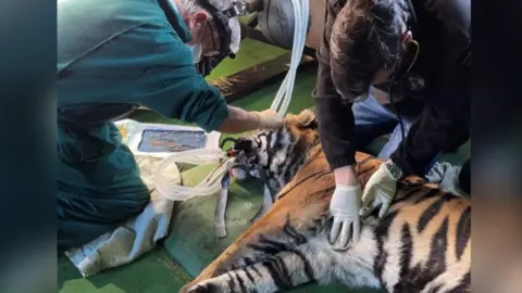 Shepreth Wildlife Park Vets operating on a tiger