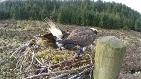 Forestry England Osprey pair with egg in nest