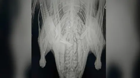 RSPCA The swan's X-Ray