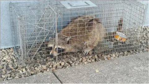 UBS Plaza/Twitter Raccoon in metal cage