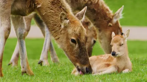 Doug Evens Pere David's fawn