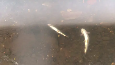 two dead fish in the water