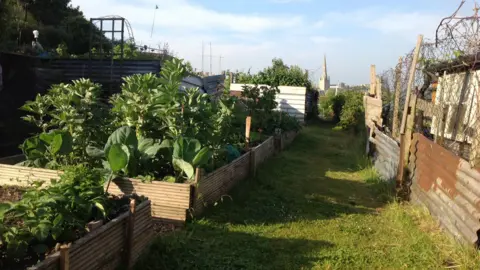An allotment. A row of large planters stands to the left of the picture. They are filled with green, leafy vegetables. A makeshift fence made of wire and corrugated iron is to the right.