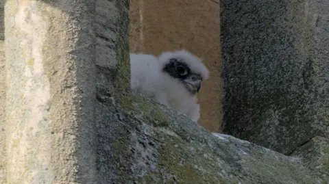 A peregrine falcon chick sat on top of a building. The chick has white feathers with a black strip across its eyes and a grey beak. It is peeping out from between two stone pillars.