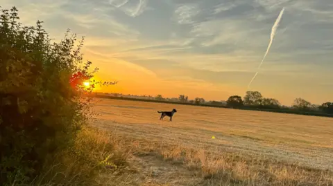 Camilla A dog in the middle of a field. The sun is setting. There is a trail in the sky.