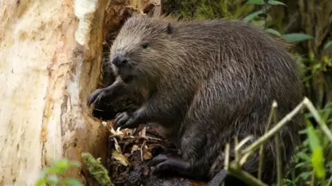 A beaver sitting on a tree.