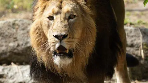 Patrick Bolger / Dublin Zoo Five-year-old male Asian lion, Kushanu, in Dublin Zoo