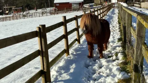 A small brown pony on a snow trodden path between two fenced areas, also covered in snow
