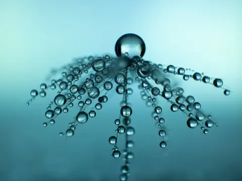 Diane Langford A dandelion covered in water droplets