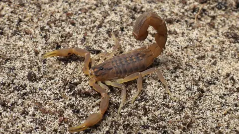 Jonathan Cleverly A brown scorpion on a carpet, with its tail curled partly over its back