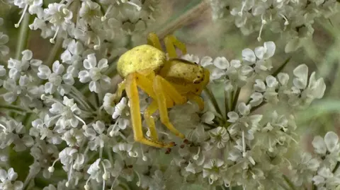 Kent Wildlife Trust A yellow distinguished jumping spider on a white flower