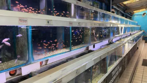 Chris McHugh / BBC About 30 separate fish tanks, stacked in groups of 10 on top each other, line a long corridor in a large fish shop. Each thank has an array of different fish of different sizes and colours