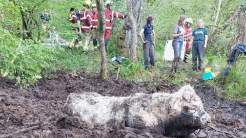 A large white bull is up to his shoulders in mud. Rescue 