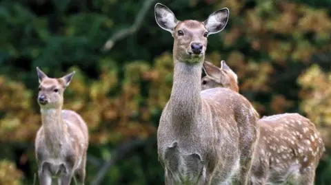  Keith Mayhew/Getty Images A group of three fallow deer standing in a field with trees in the background