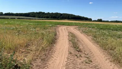 A picture of an open field, with tracks left by a large vehicle leading into it. Grass is growing on either side of the tracks. Yellow coloured crops can be seen close to the top of the picture. Woodland is on the horizon. The sky is bright blue with just a few tiny clouds in it.