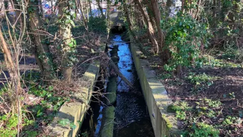 Harrison Galliven A small waterway in a country park. 