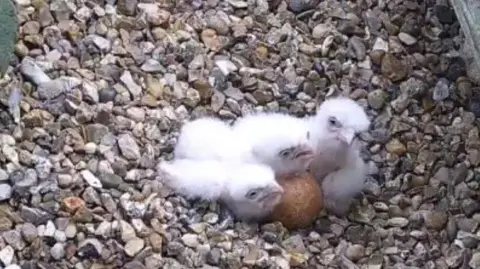 A close-up of the fluffy, white chicks sitting on a nest covered in pebbles. Their parents are guarding the eggs nearby.