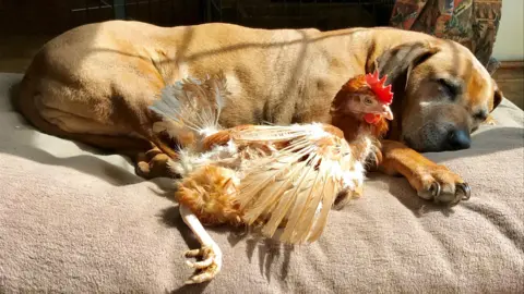 A brown formery battery hen sits beside a large sleeping labrador-type dog on a dog bed indoors. The hen is missing some feathers, leaving her wing and tail looking sparse.
