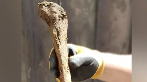 A gloved hand holding one of the ancient bones. The bone is pale brown in colour and is narrow where it is held, getting wider and more bulbous near the top.