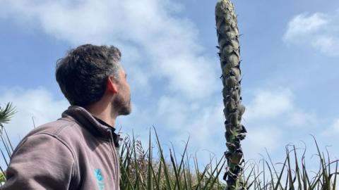 A gardener looks at the puya in Overbeck's Garden
