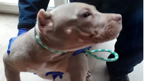 Newport Trading Standards A side profile of a light fawn coloured American Bully type dog with a green striped lead around its neck. Someone wearing blue gloves is holding the dog, the person's legs are visible in the photo.
