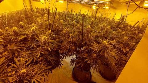 A room full of cannabis plants 