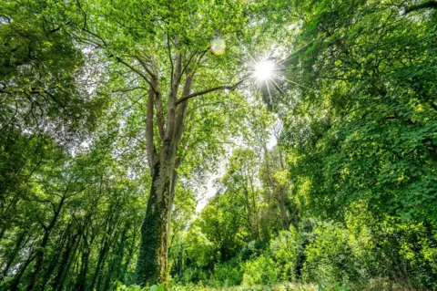 Ben Lee/Woodland Trust/PA Media London plane