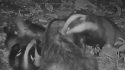 A group of badgers playing in the woods at night.