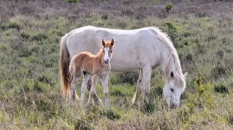 Sheppy A large white pony and a foal in a field.