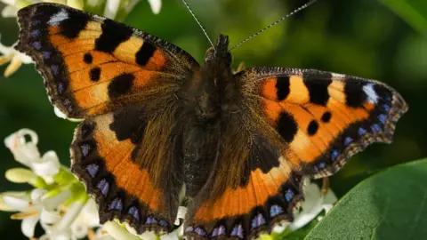 MANXSCENES Small tortoiseshell butterfly