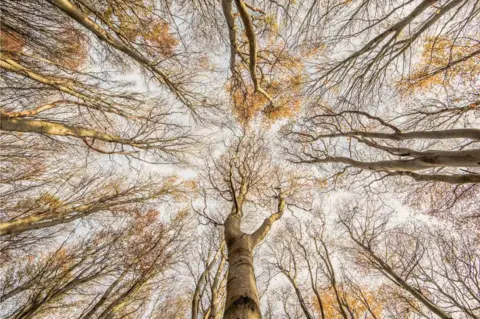 Graham Niven / British Wildlife Photo Awards Beech (Fagus sylvatica) East Lothian, Scotland