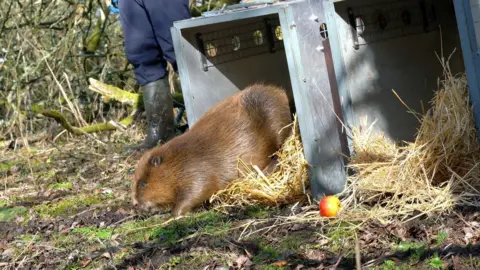 Dorset Wildlife Trust/James Burland Beaver released