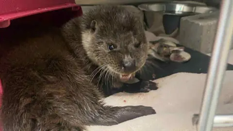 Sarah Neill An otter cub is curled up inside a wildlife rescue cage. It looks like it is either snarling or eating some fish which is laid in the corner with a drinking bowl.
