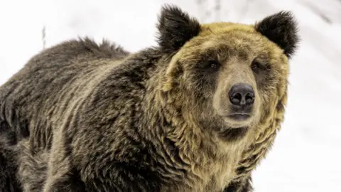 A brown bear in the snow in Japan